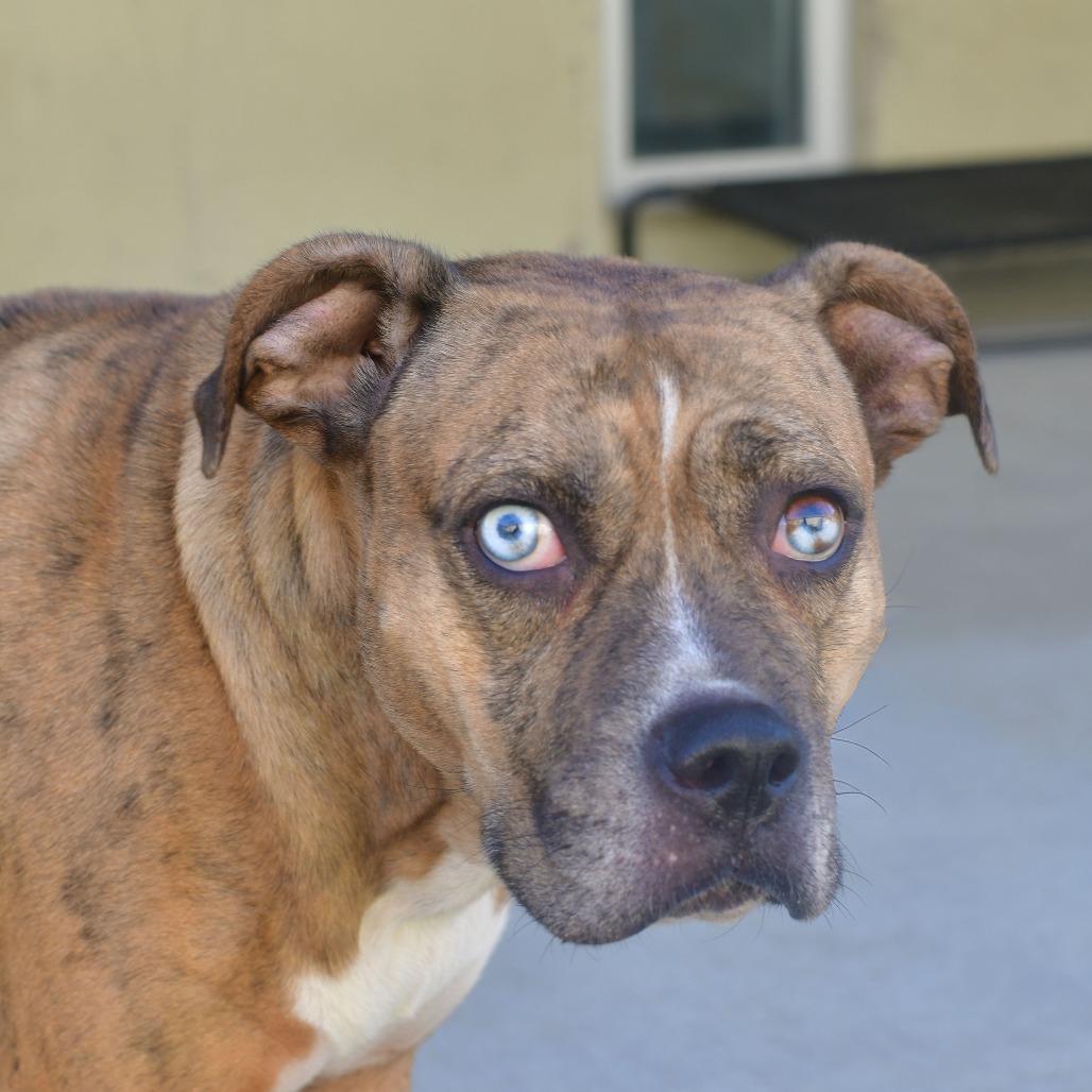 Shell Pa Dogs Pebble is available for adoption at Prairie Paws Animal Shelter