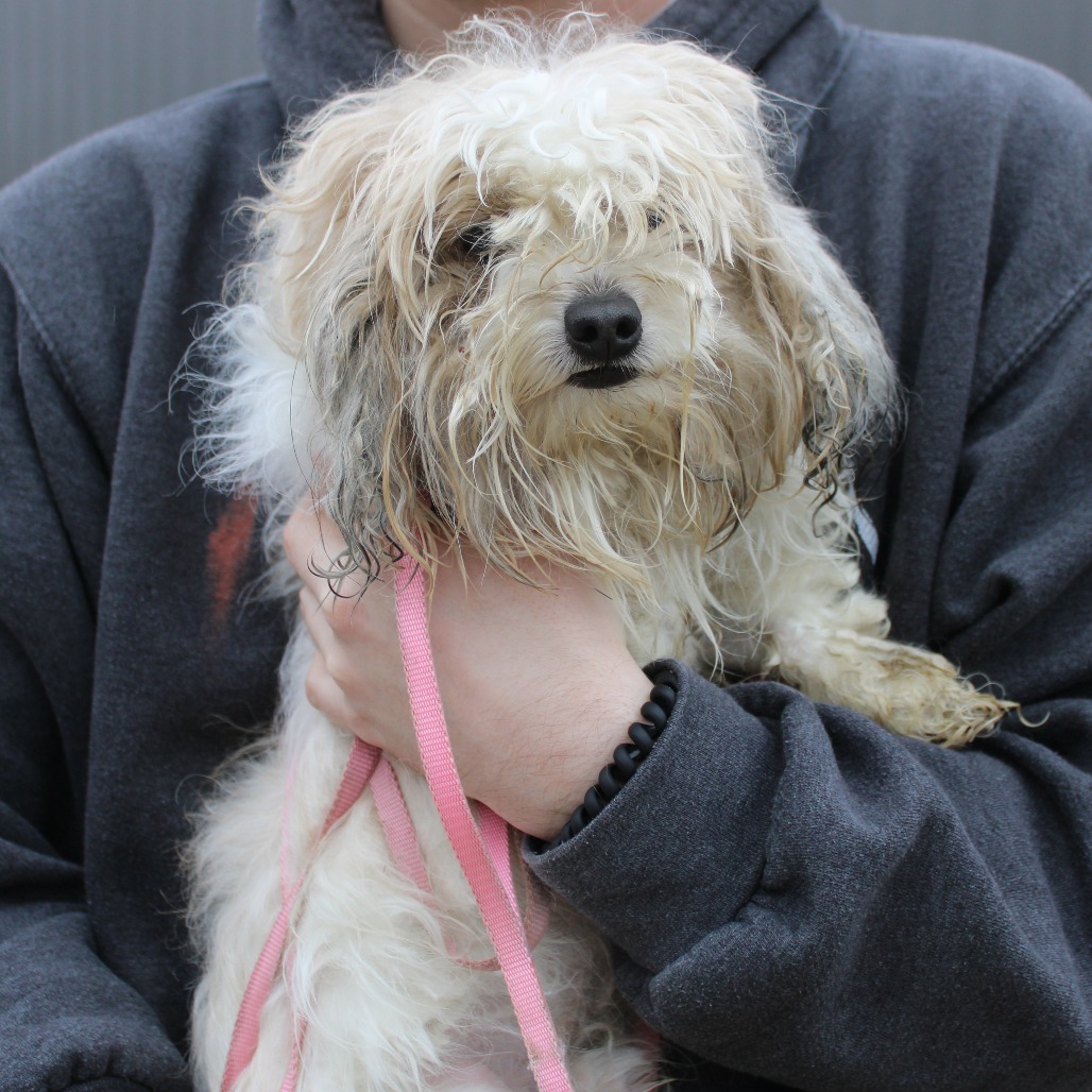 King — thumbnail 2