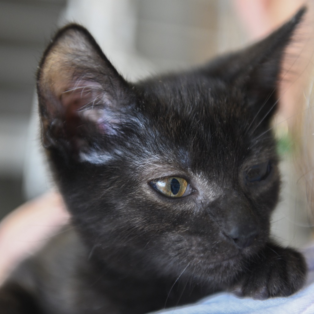 Mayday (grey collar) - Domestic Shorthair