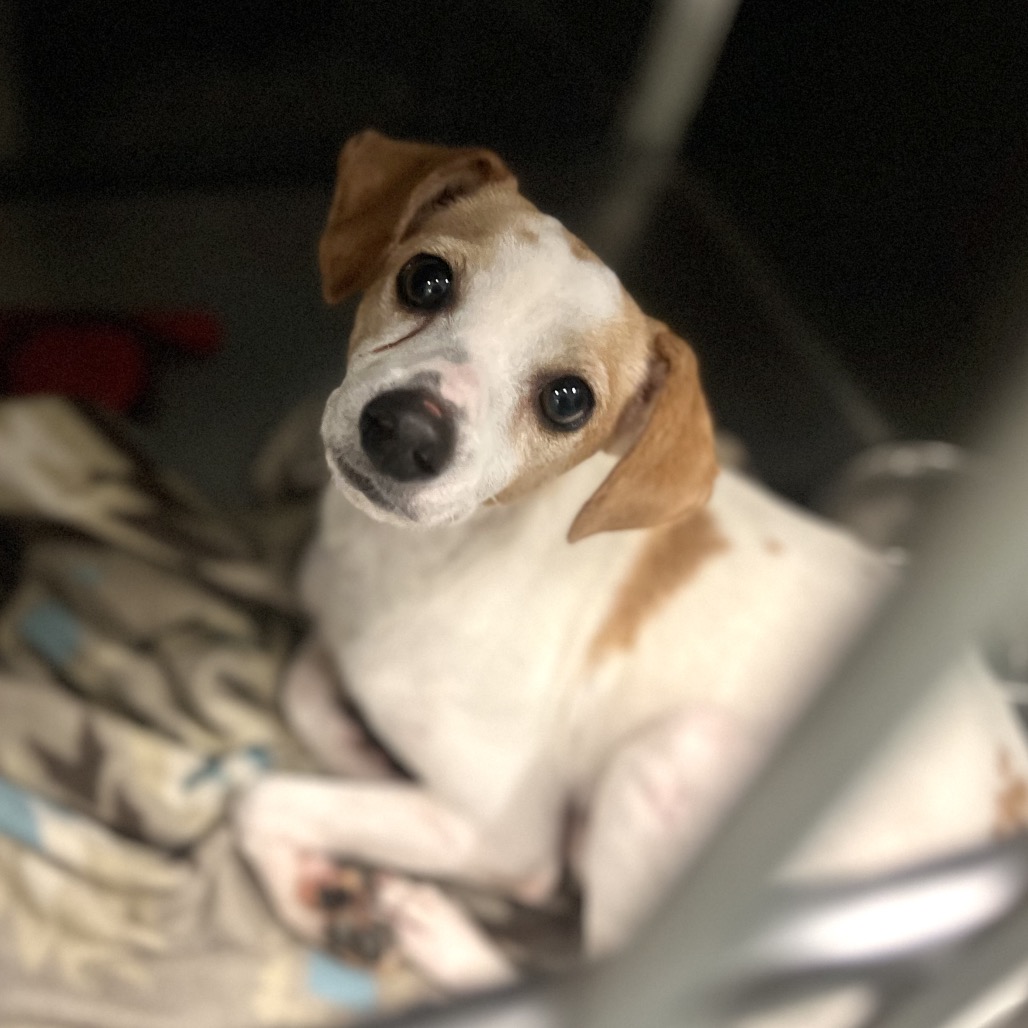 LEX - Chihuahua available for adoption
