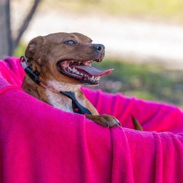 Sparky, photo 7