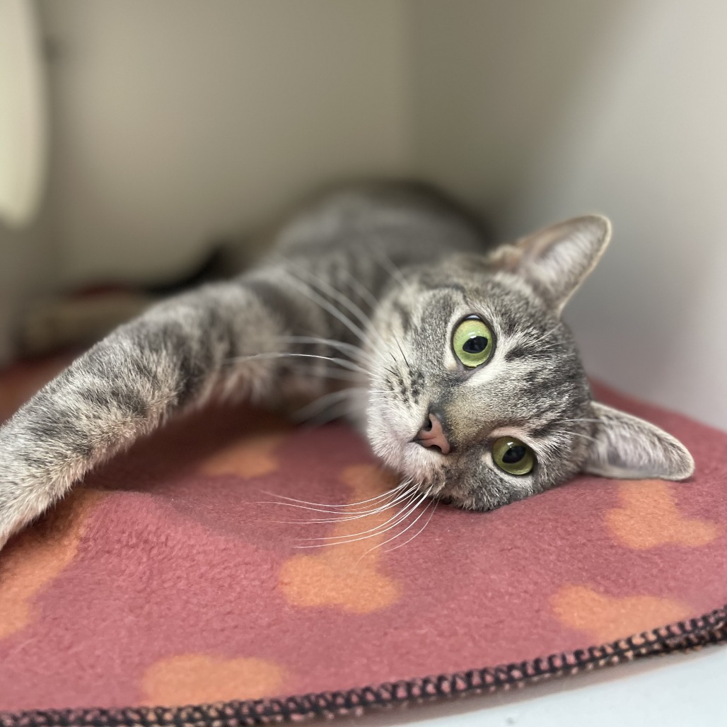 Jadis — thumbnail 3