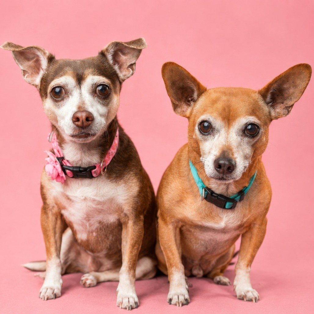 Chi Chi bonded with Dash