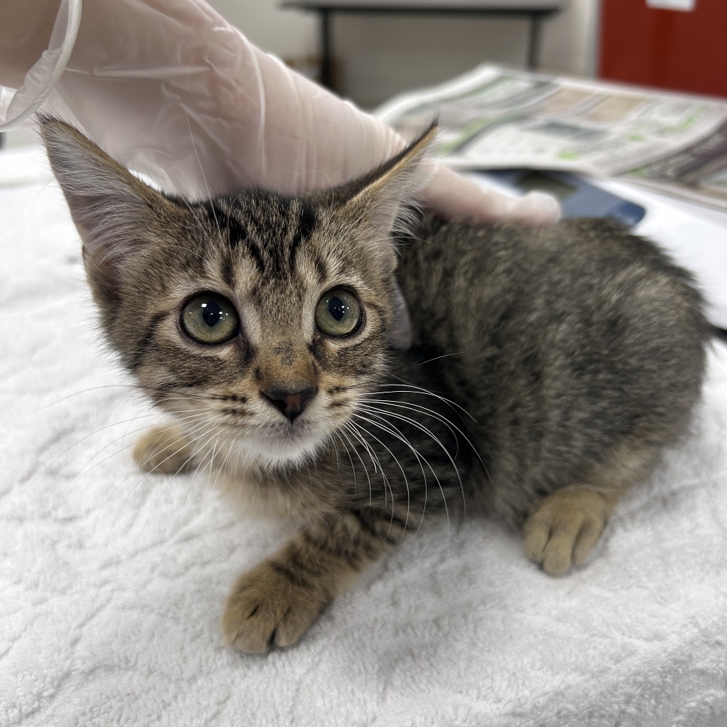 AOL - Domestic Shorthair available for adoption