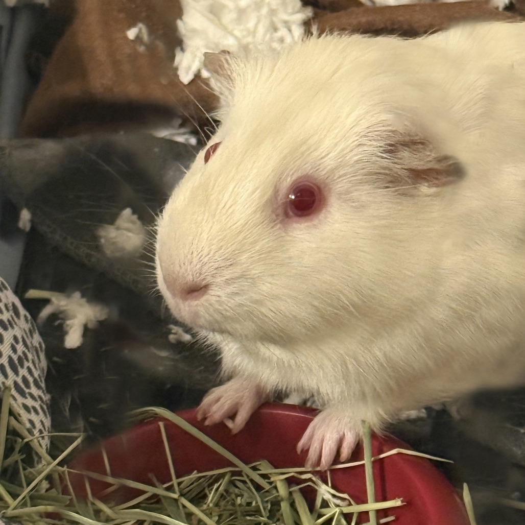 Junior, photo 3