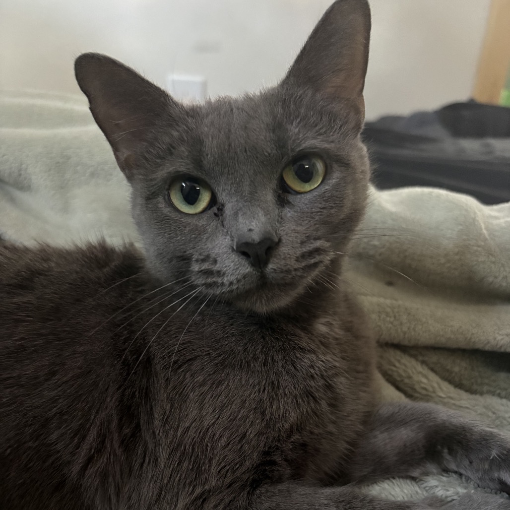 STORMI - Domestic Shorthair for adoption in Silver Spring