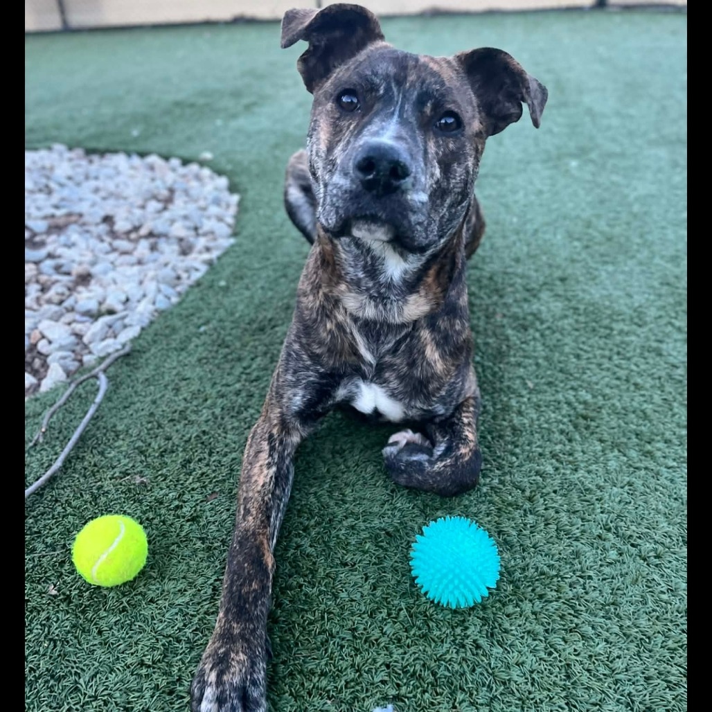 Lucky — thumbnail 5