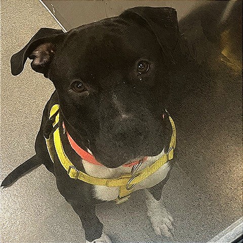 MR. BUDDY MAN - Terrier / American Pit Bull available for adoption
