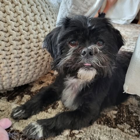 Chewy, photo 14