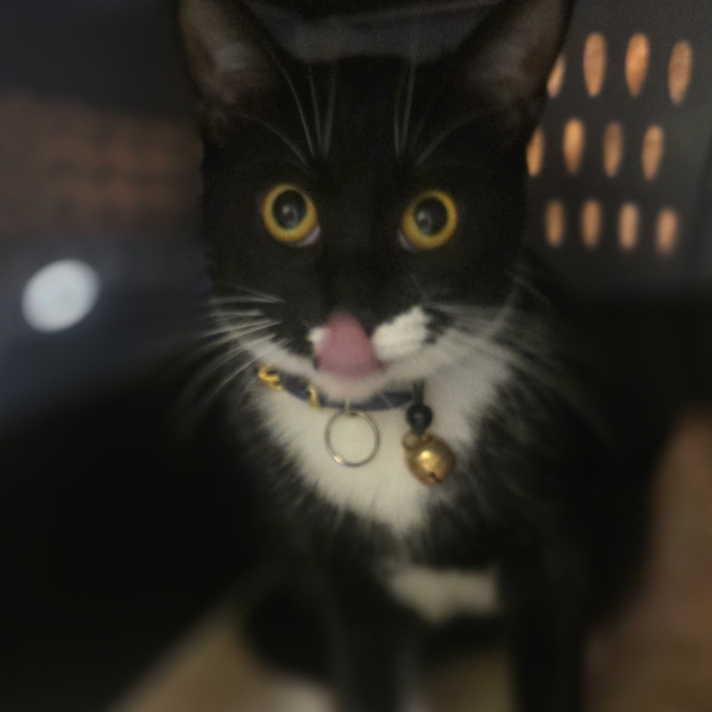 Munchkin, photo 2