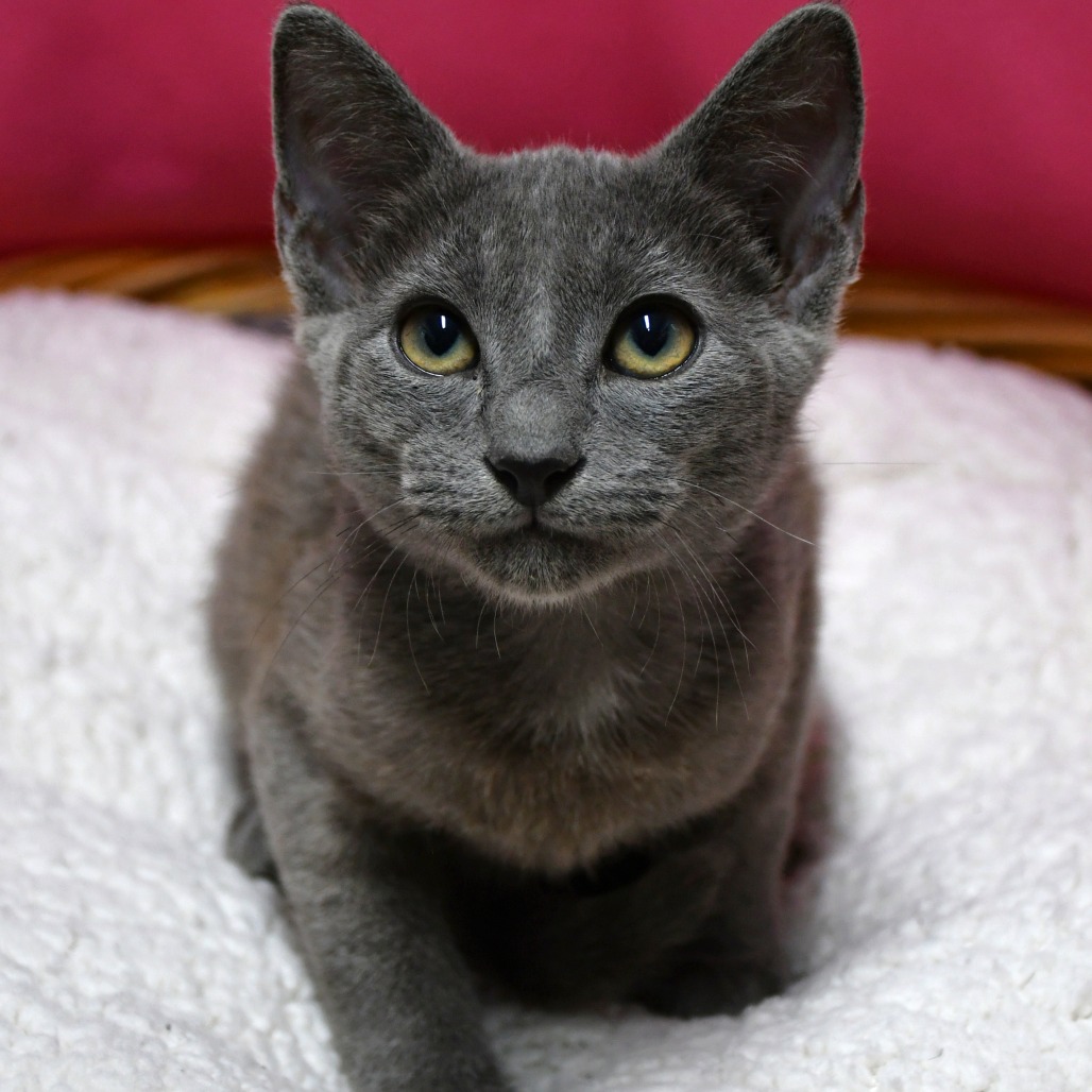 ELMORE - Domestic Shorthair for adoption in Beaumont