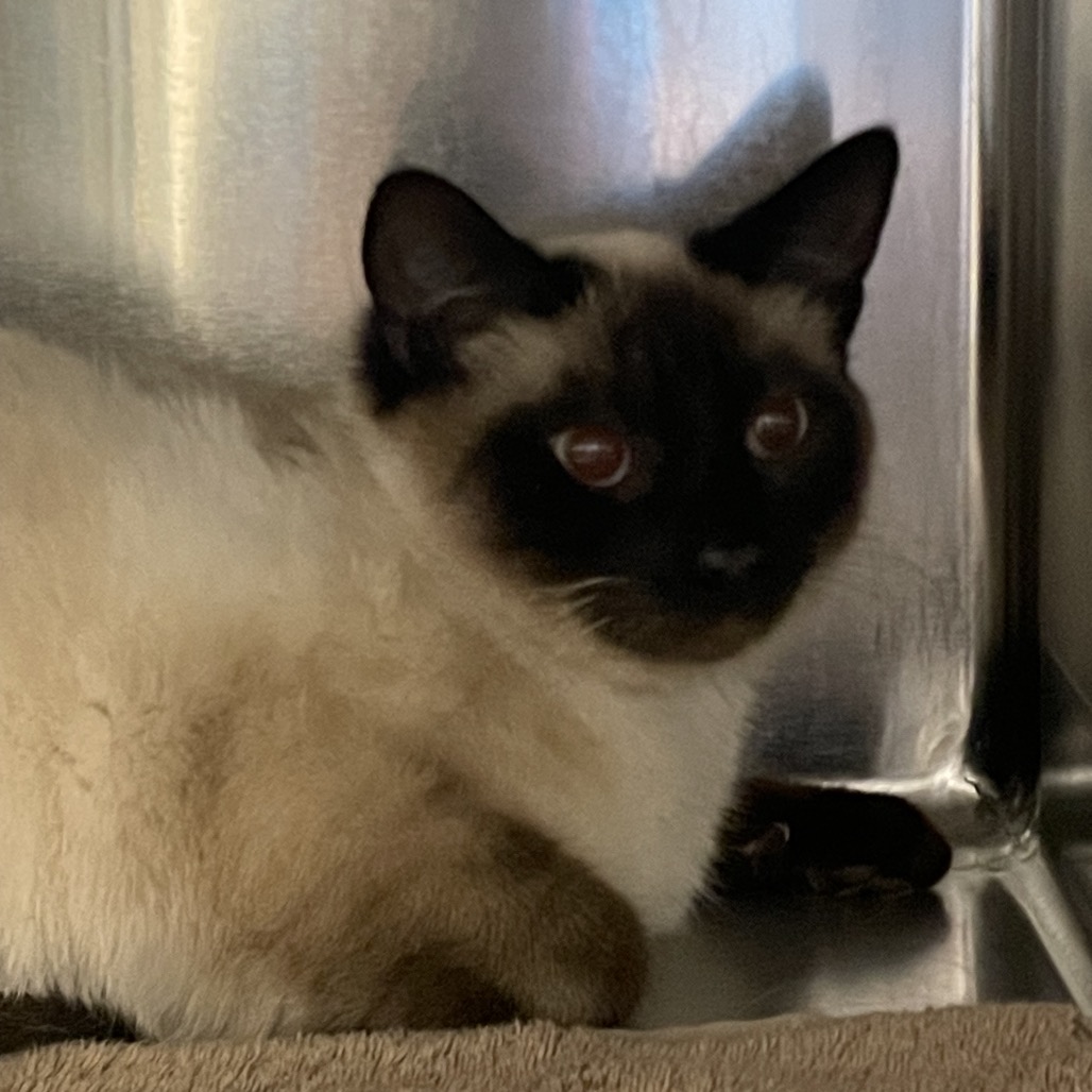 Duchess — thumbnail 2