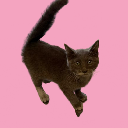 Tusc Stray 82293