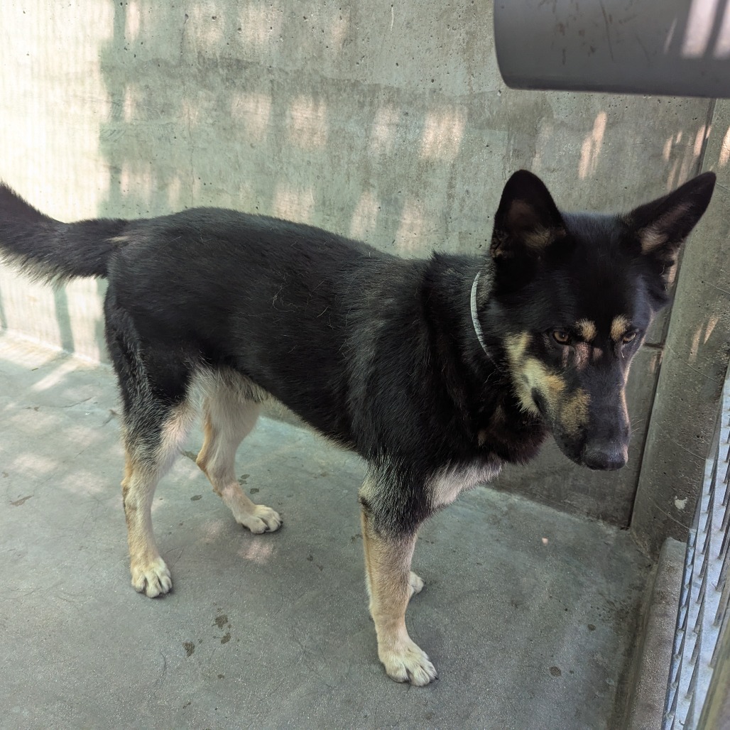 German Shepherd