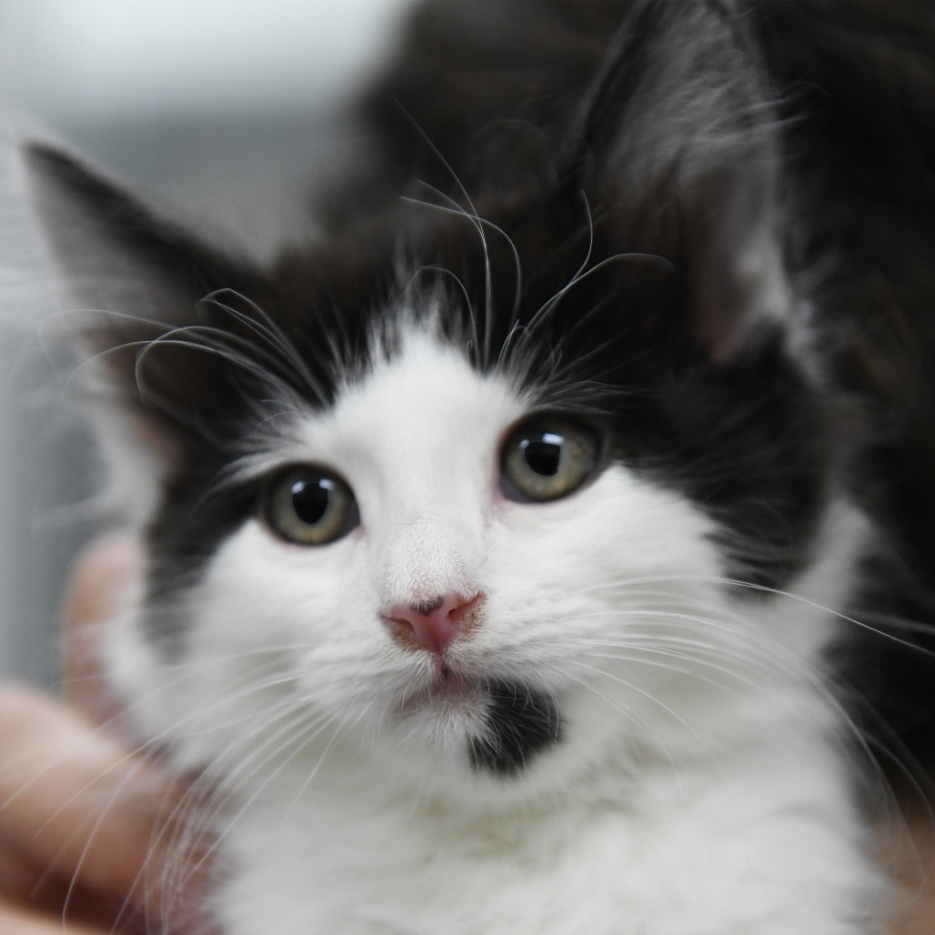 Thunder (pink collar) - Domestic Medium Hair
