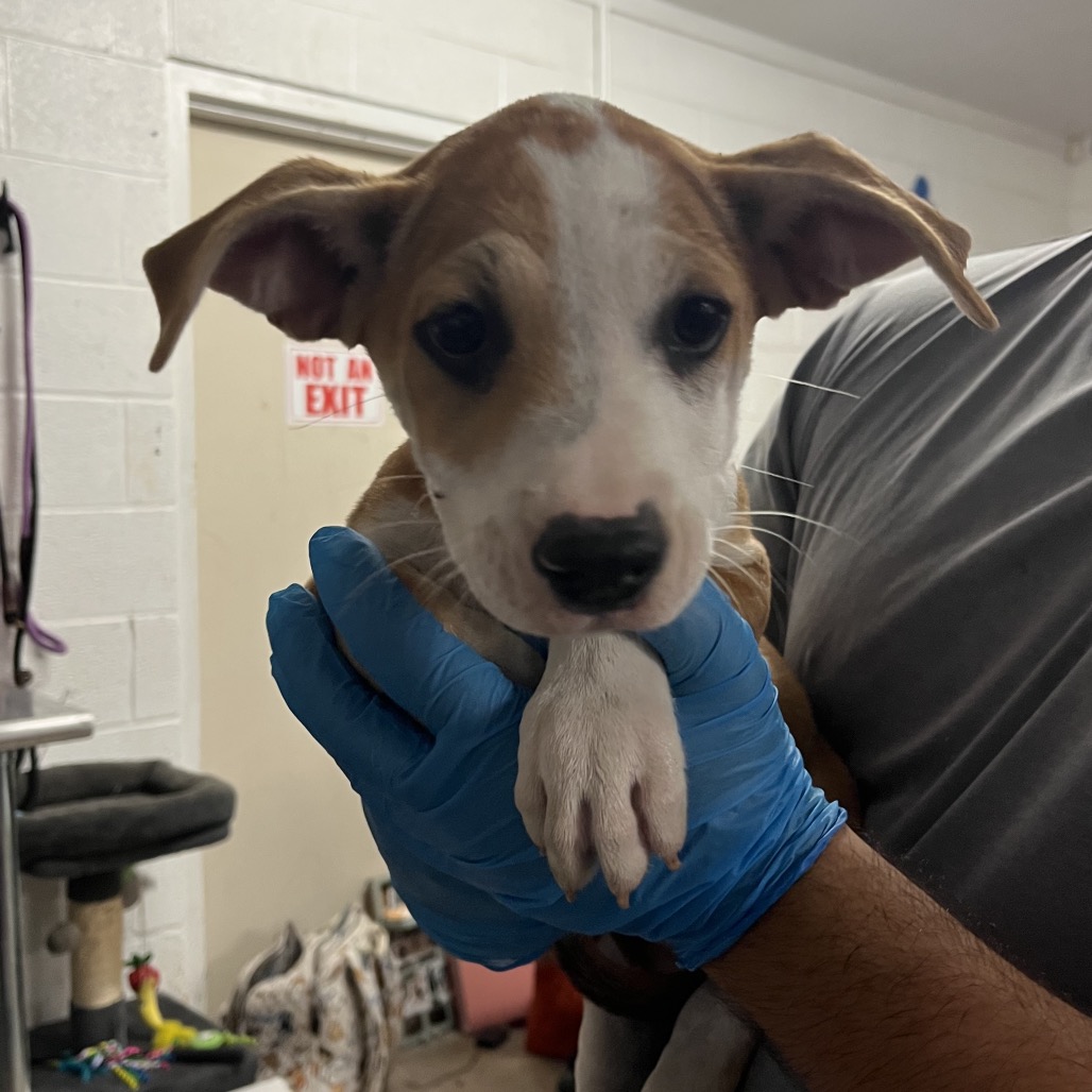MOONDRAGON - Mixed Breed (Medium) available for adoption