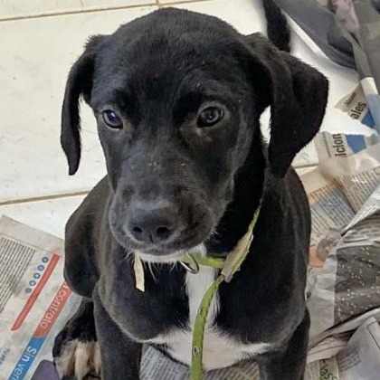 EVA - Retriever / Labrador available for adoption