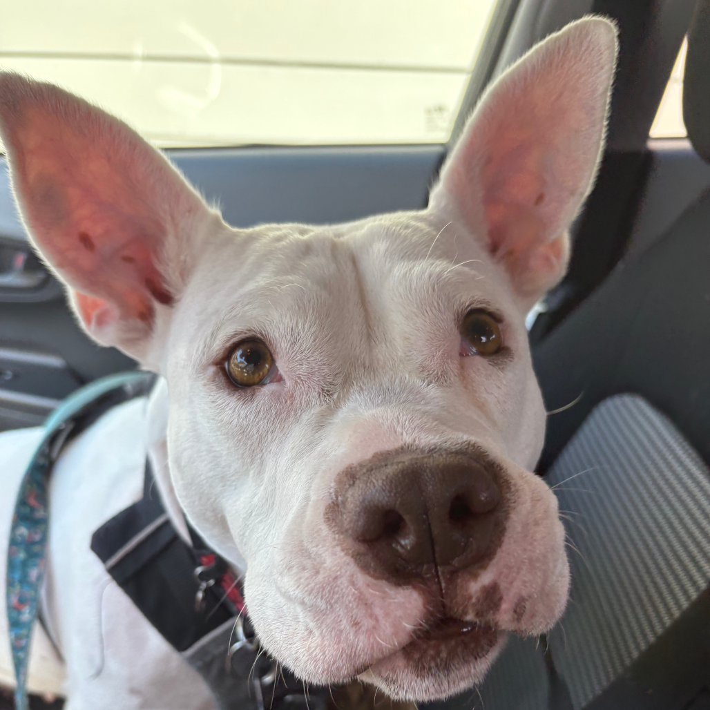 Princess Zelda — thumbnail 5