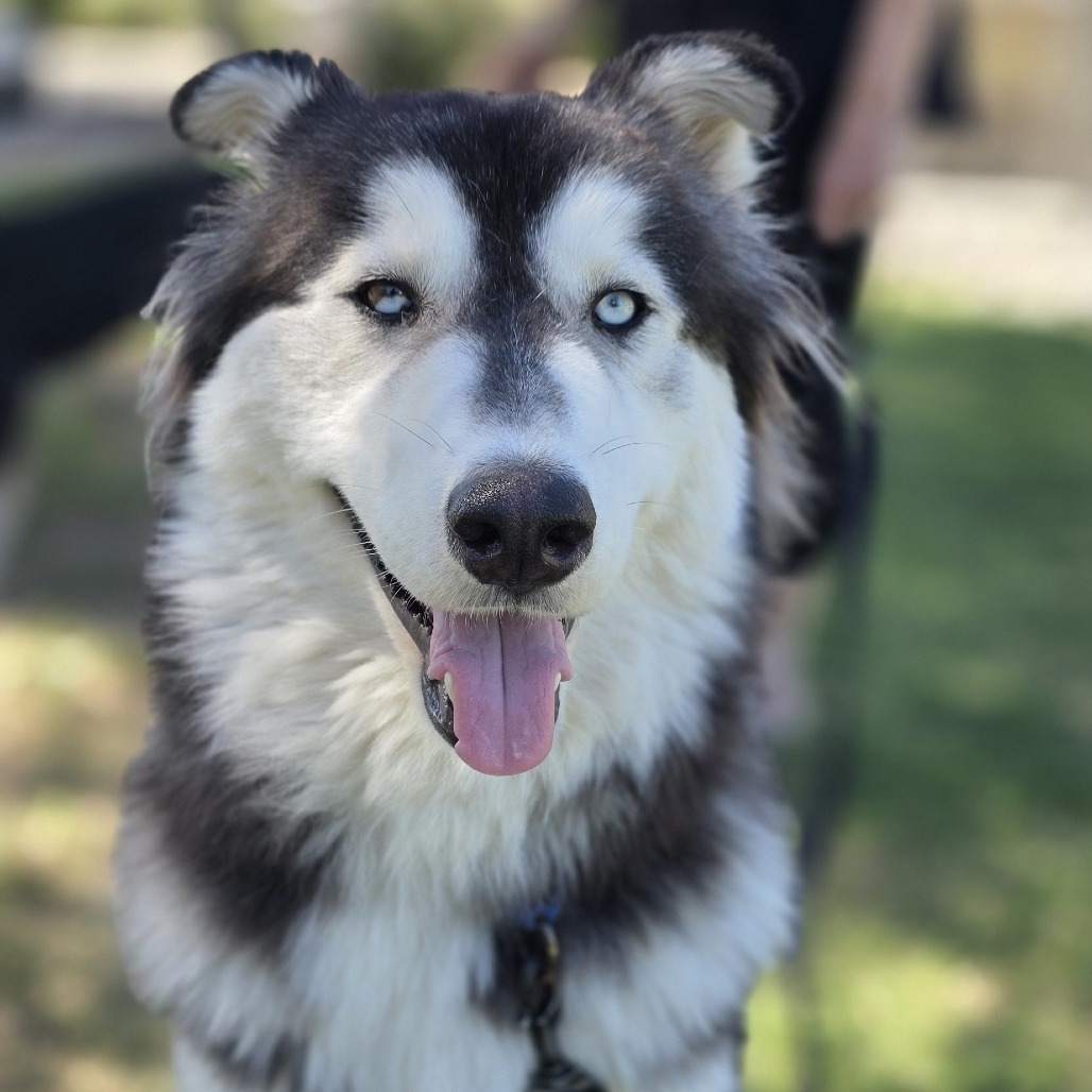 Lumiere: Male 63 Malamute, Alaskan