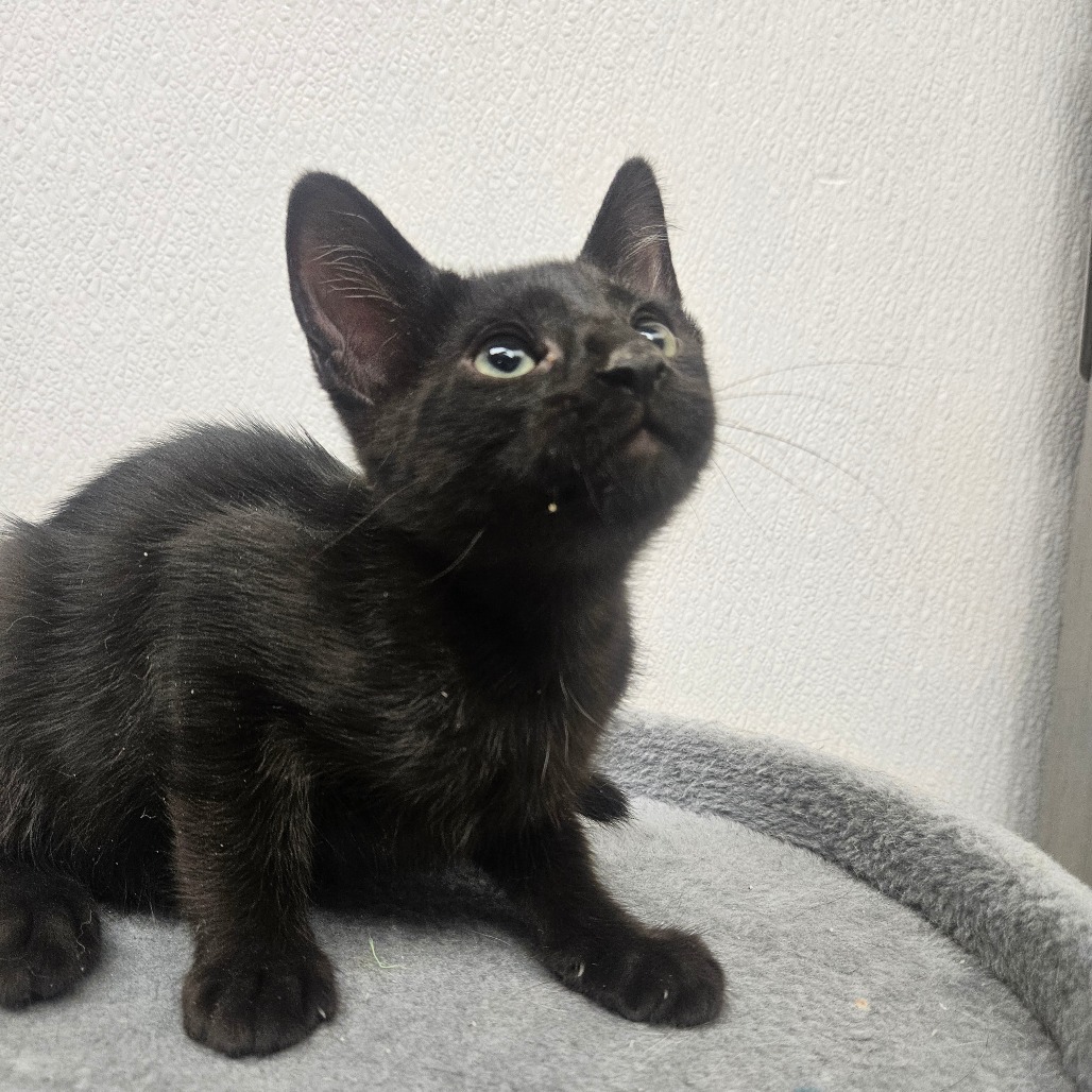 JOEY - Domestic Shorthair available for adoption