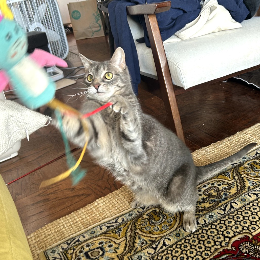 Zoey, photo 5