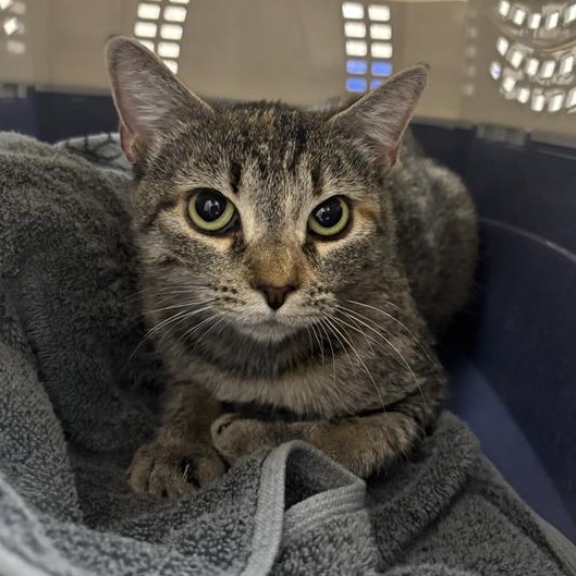 FYRE - Domestic Shorthair available for adoption