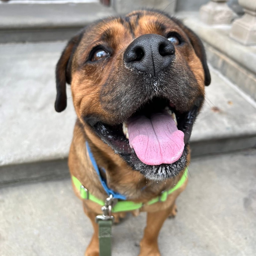 Photo of Koda 4