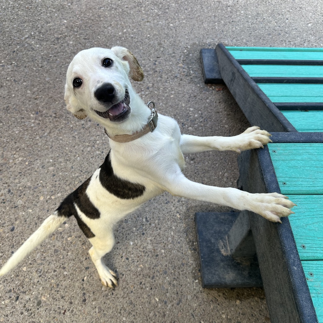 Millie — thumbnail 5