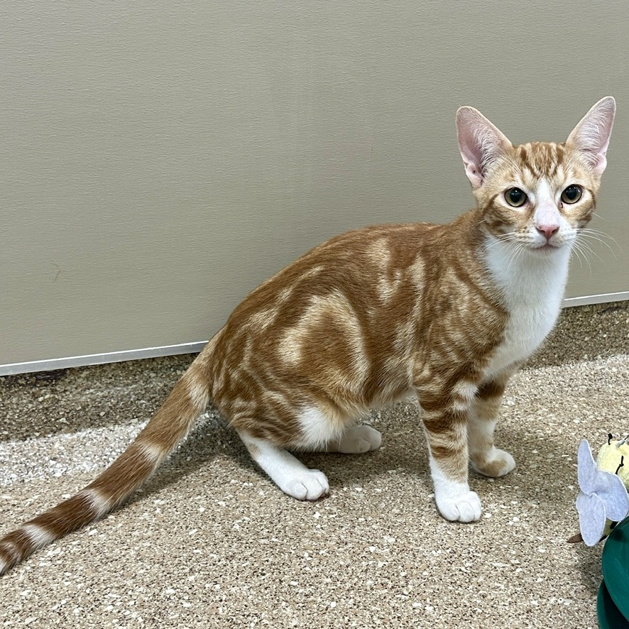 CHEDDAR - Domestic Shorthair available for adoption