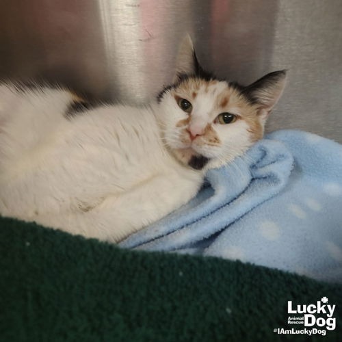 ANDARIEL - Domestic Shorthair available for adoption