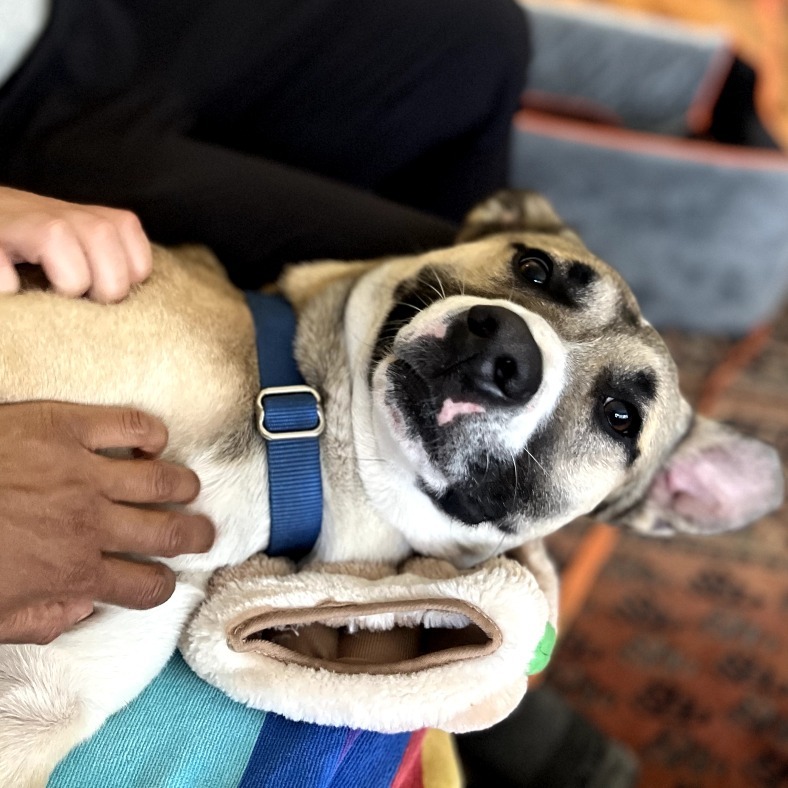 Payton — thumbnail 4