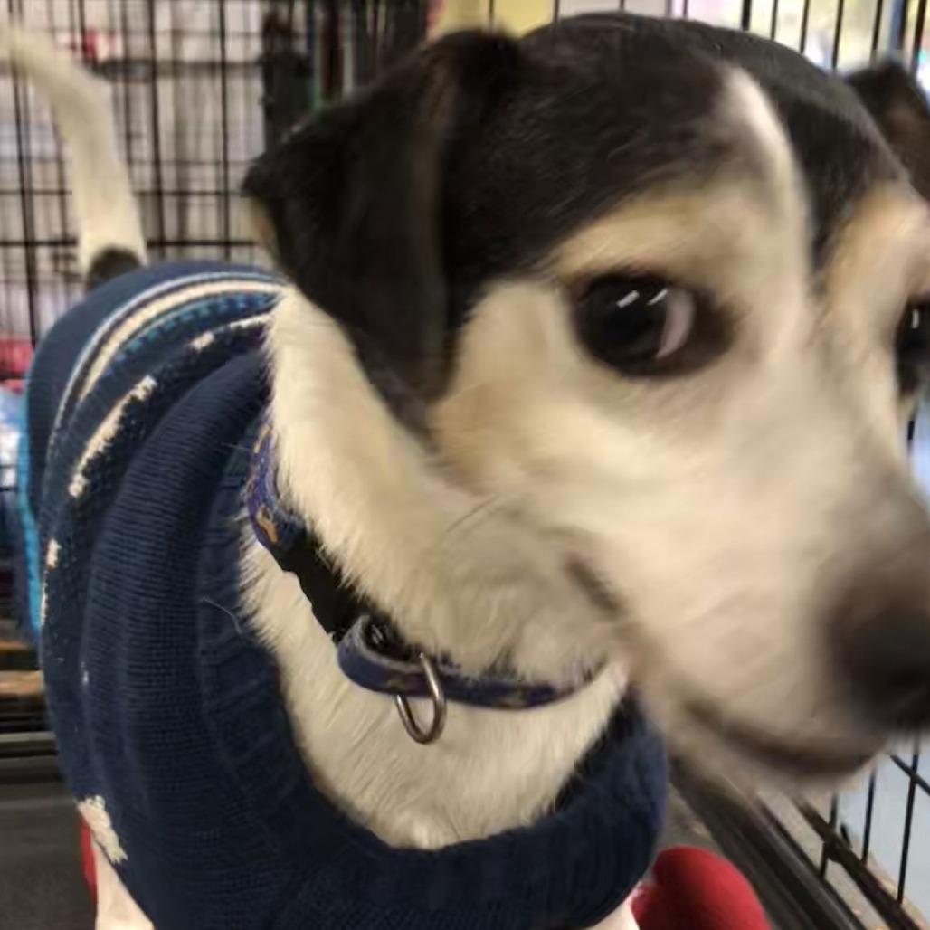 Danyon — thumbnail 3