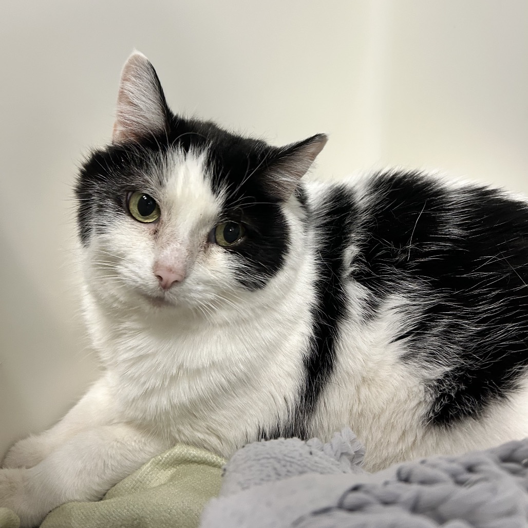 OREO - Domestic Shorthair available for adoption