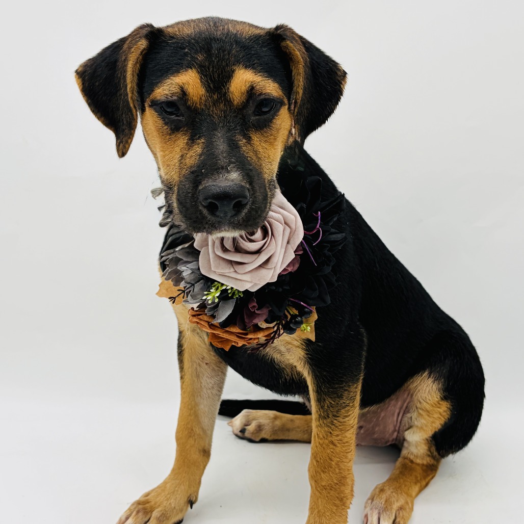 Roxie, photo 7