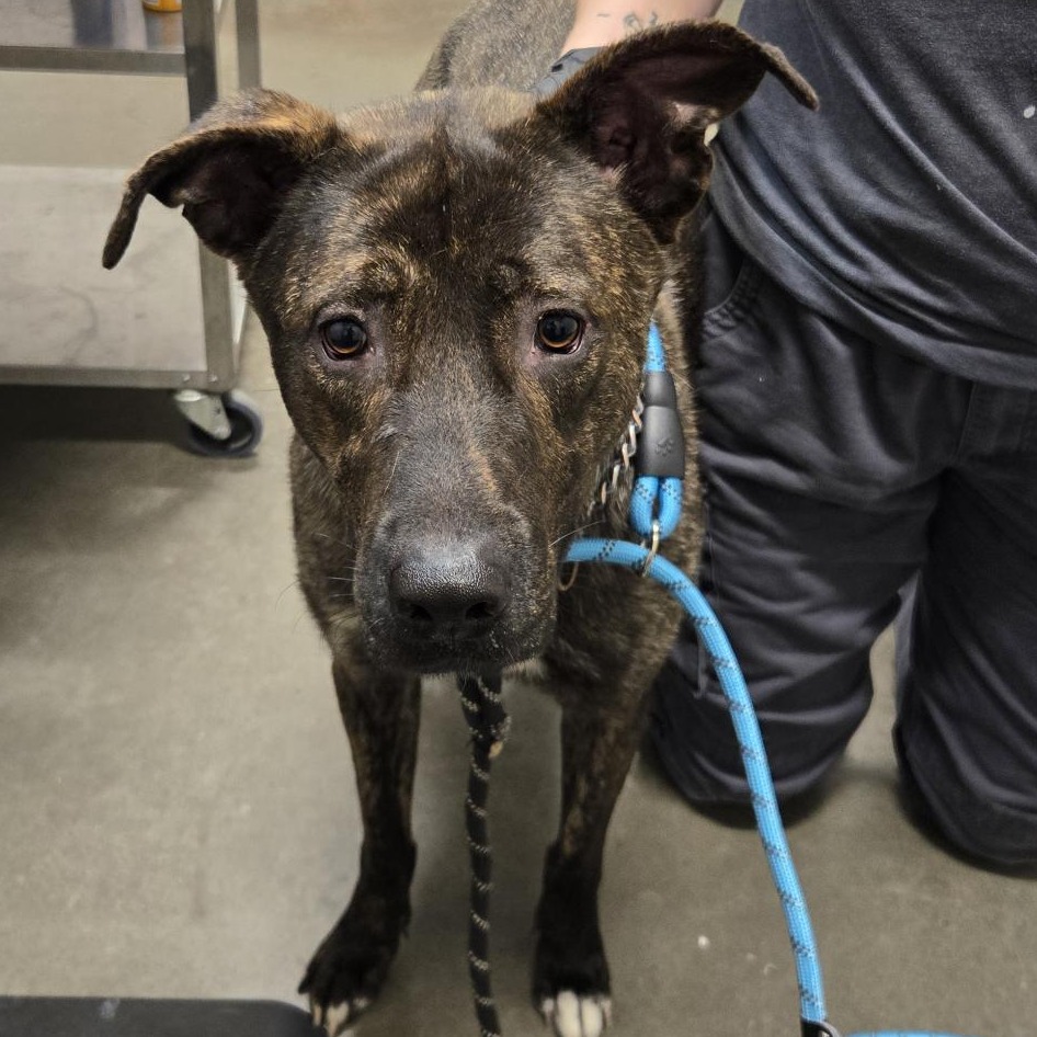 CAYENNE - Mixed Breed (Large) available for adoption
