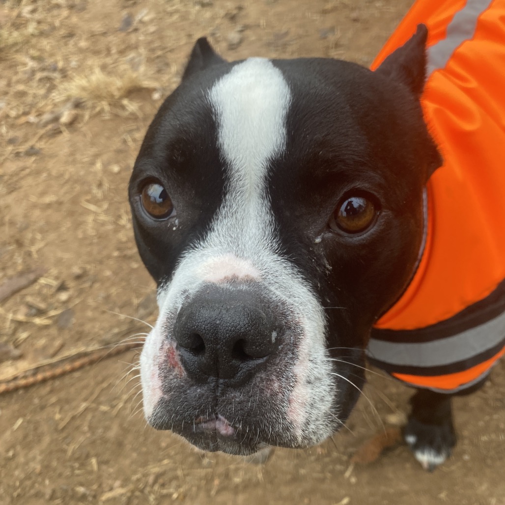 Dorothea — thumbnail 9