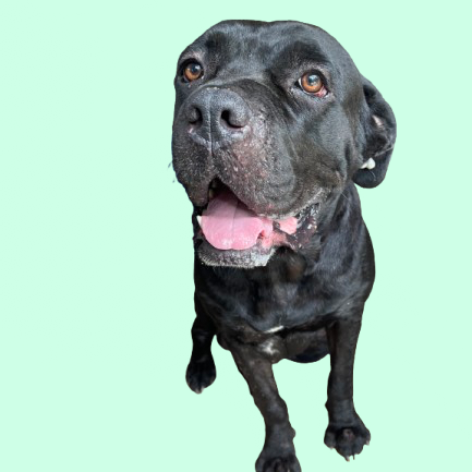 Tusc Stray 81363