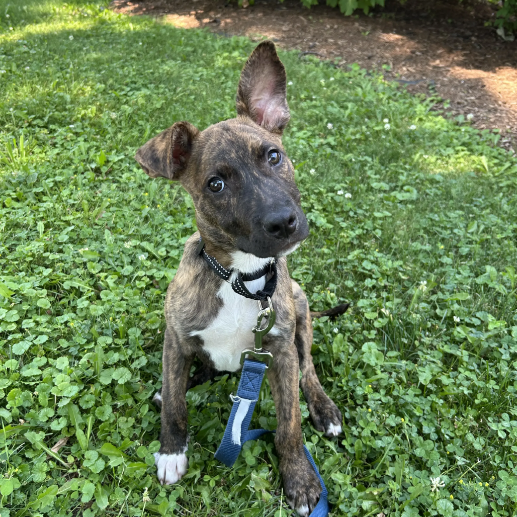 Scout