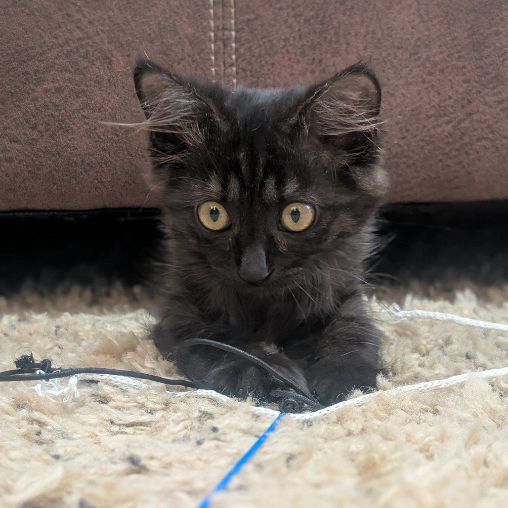 BOBA - Domestic Shorthair available for adoption