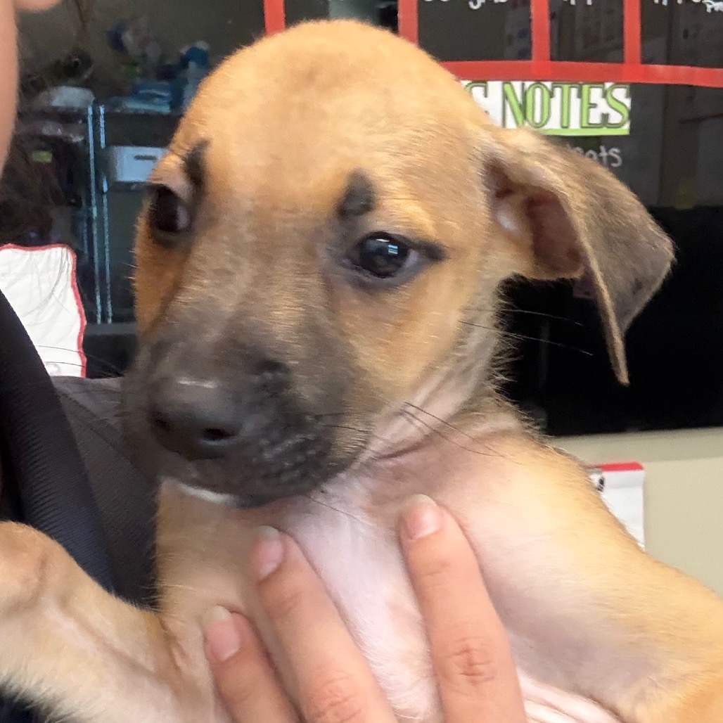 ARDIE - Retriever, Labrador / Hound available for adoption