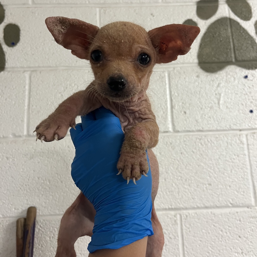 GERBIL - Terrier available for adoption