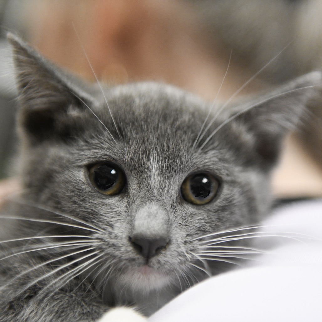 Spade - Domestic Shorthair