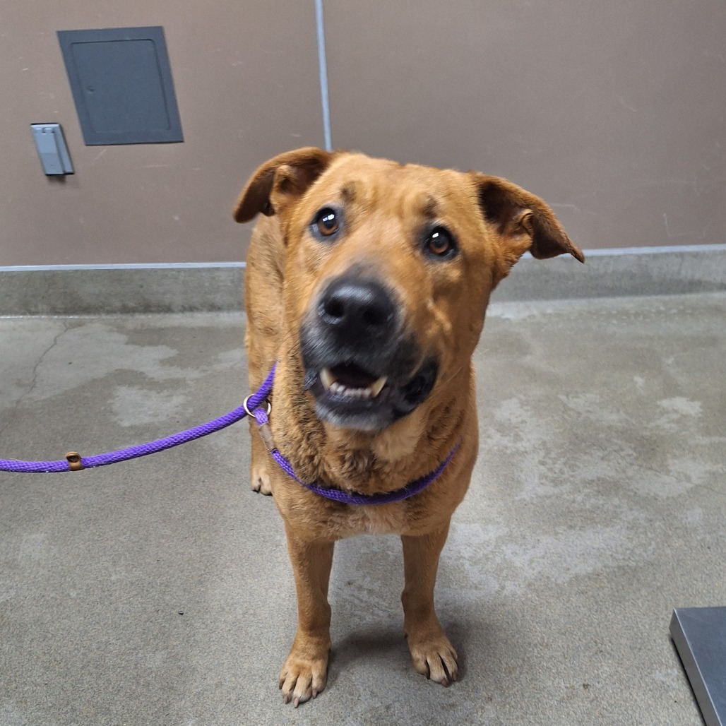 Kennel#12 Red's preview photo