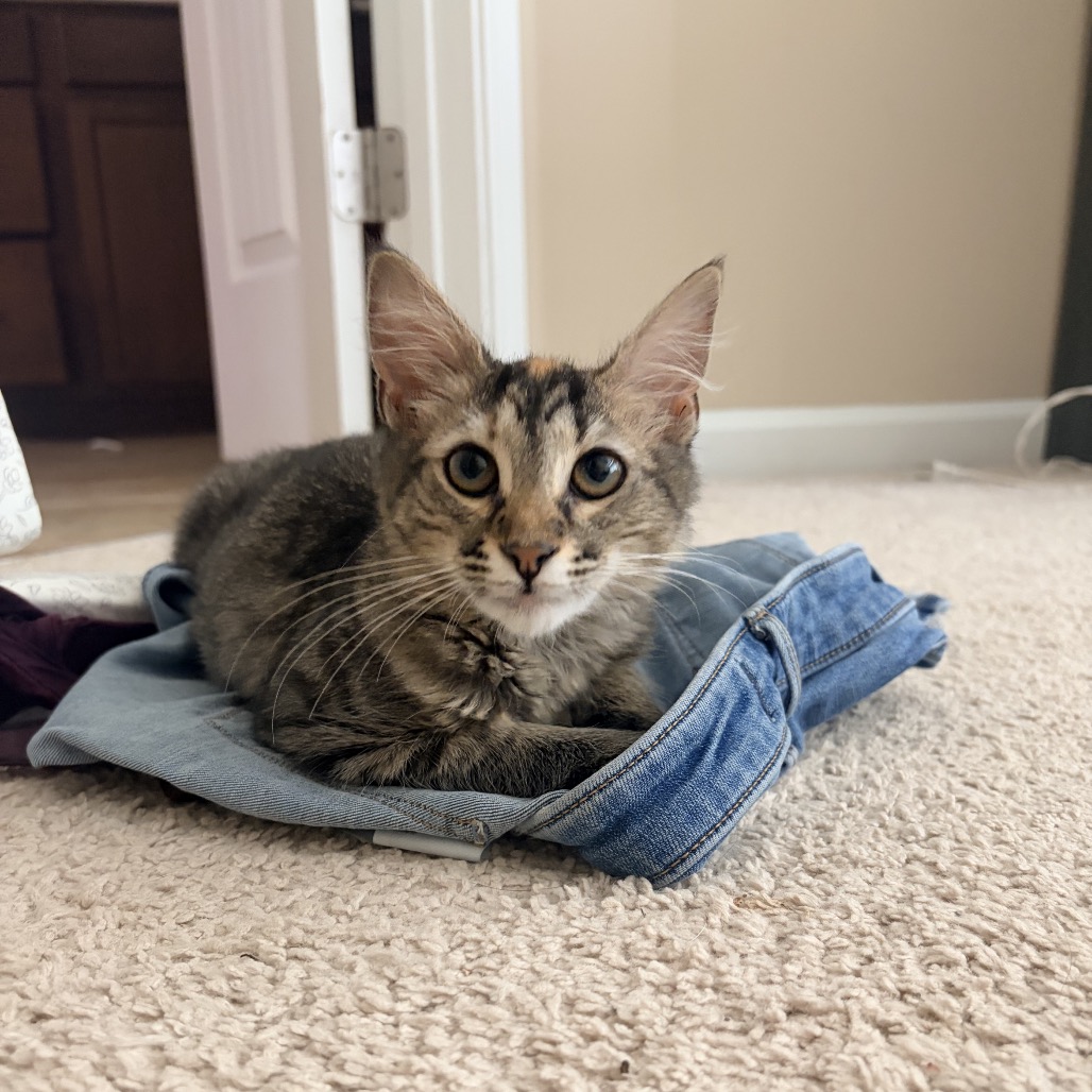 GREAT VALUE - Domestic Medium Hair available for adoption
