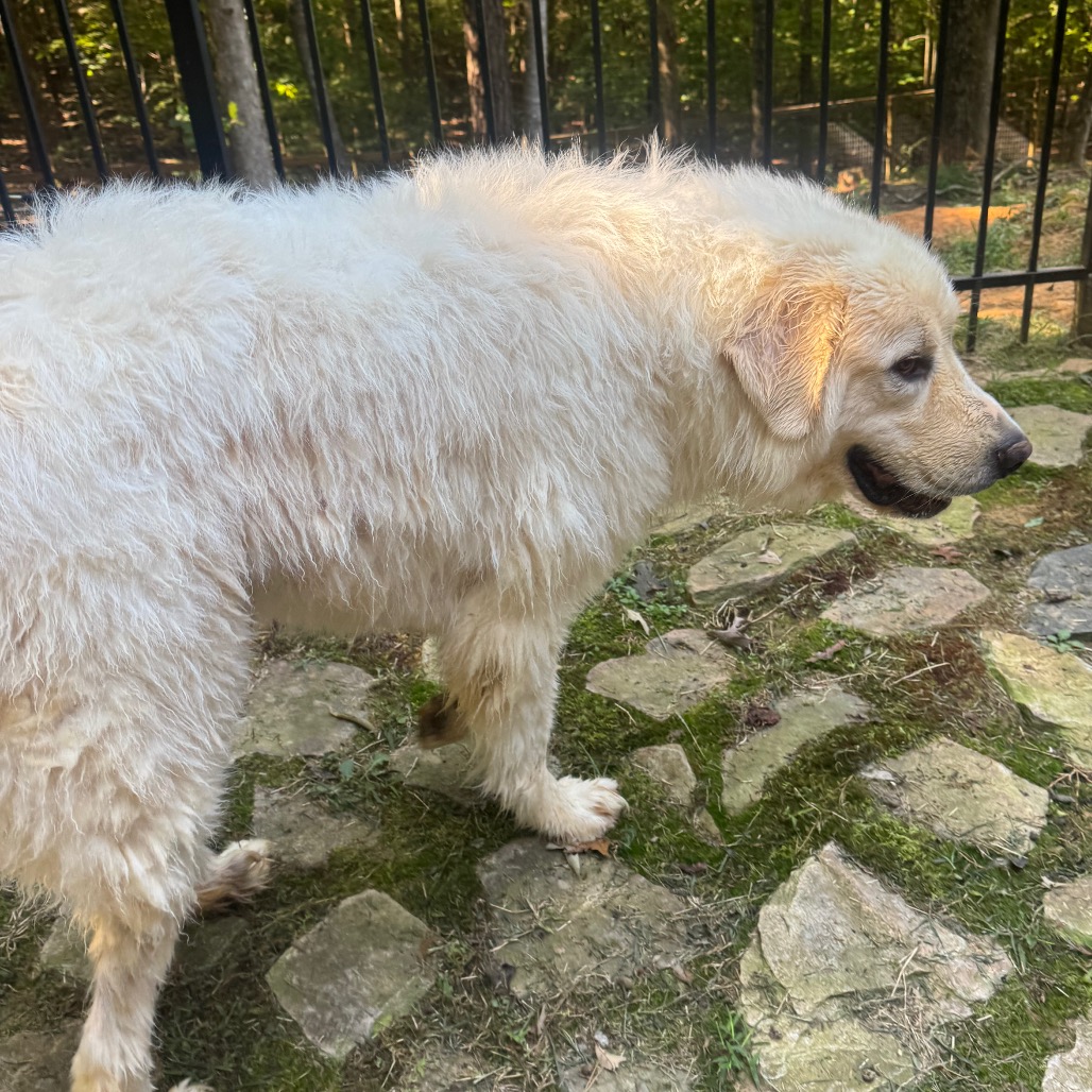 Cooper, photo 10