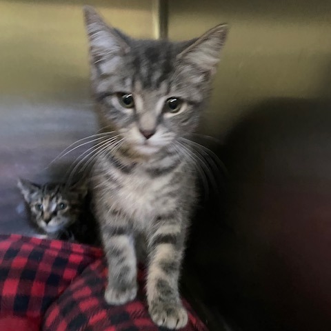 CALIFORNIA - Domestic Shorthair for adoption in Dayton