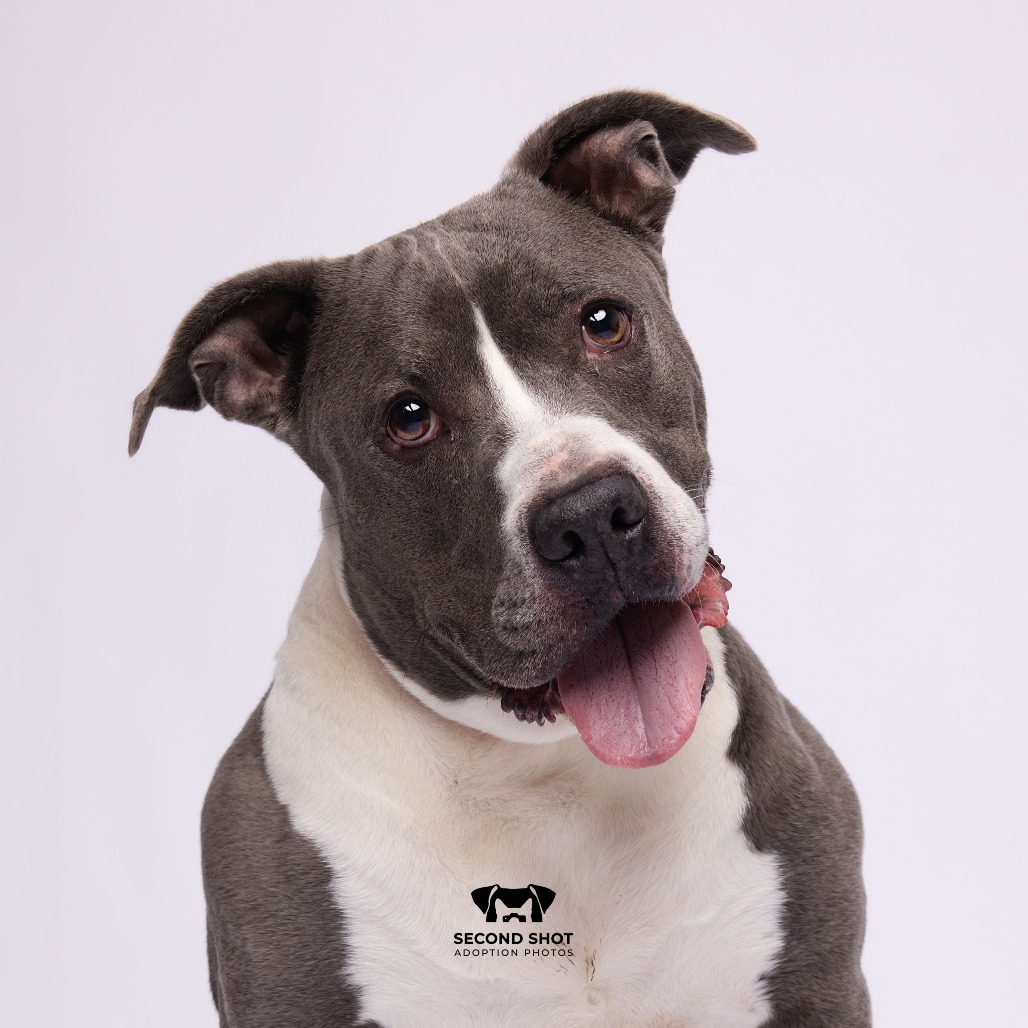 Savannah, adoptable senior dog
