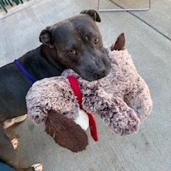 Kennel#14 Chief's preview photo