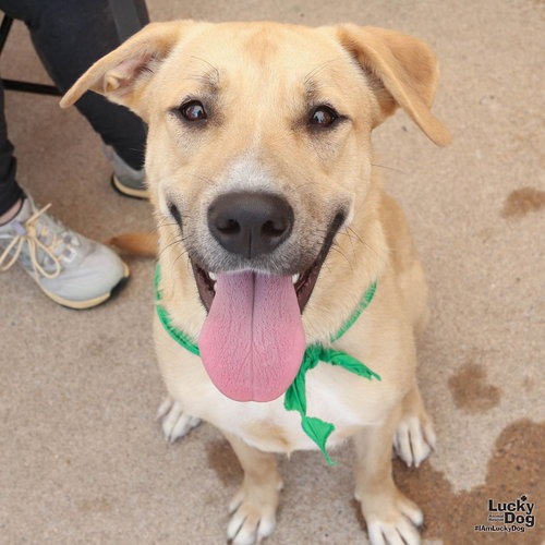 FLO - Retriever, Labrador / Mix available for adoption