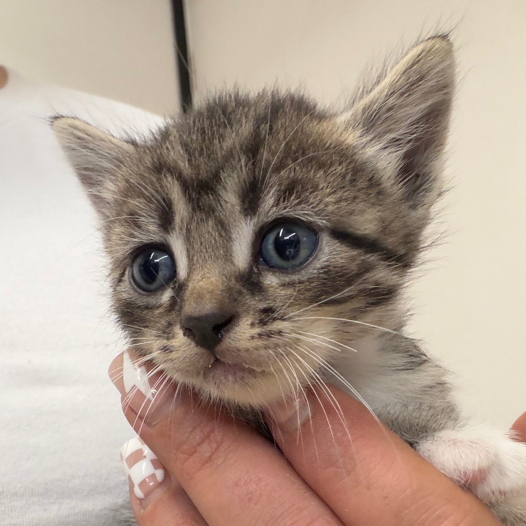 Marilyn, an adoptable cat at SPCA-BC